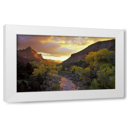 UT, Zion NP  Canyon landscape at sunset White Modern Wood Framed Art Print by Young, Bill