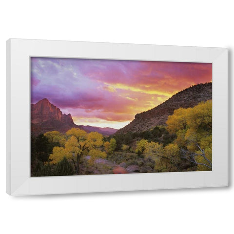 UT, Zion NP  Canyon landscape at sunset White Modern Wood Framed Art Print by Young, Bill