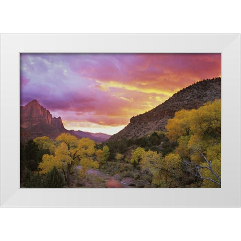 UT, Zion NP  Canyon landscape at sunset White Modern Wood Framed Art Print by Young, Bill