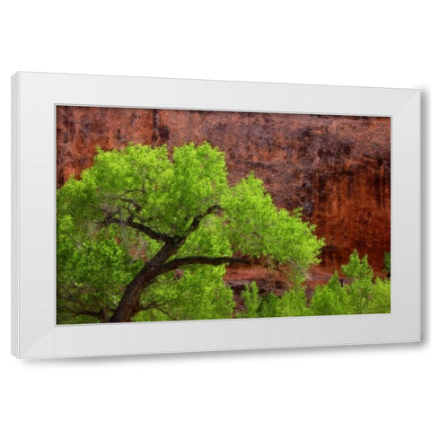 Utah, Arches NP Cottonwood tree against red rock White Modern Wood Framed Art Print by Paulson, Don
