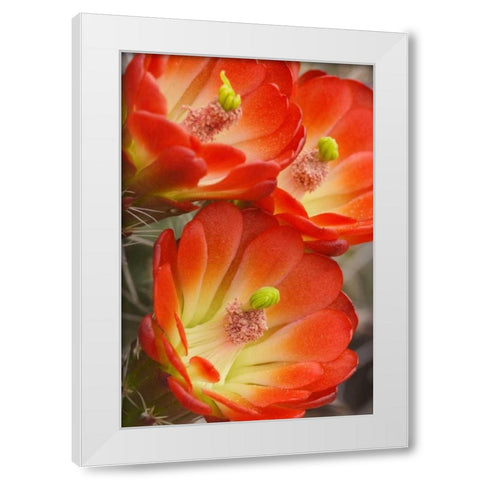 Utah, Canyonlands NP Detail of claret cup cactus White Modern Wood Framed Art Print by Paulson, Don
