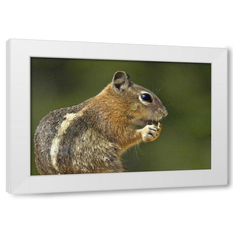 UT, Bryce Canyon Golden-mantled ground squirrel White Modern Wood Framed Art Print by Welling, Dave
