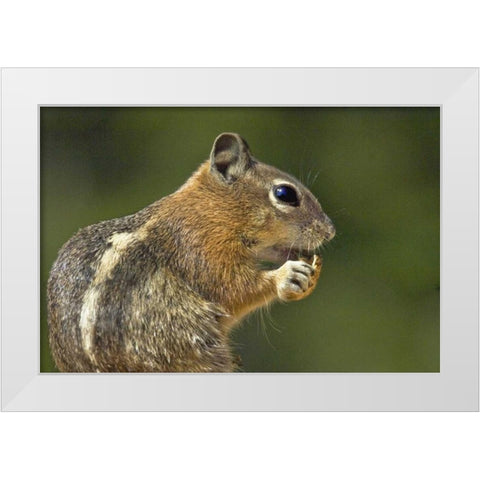 UT, Bryce Canyon Golden-mantled ground squirrel White Modern Wood Framed Art Print by Welling, Dave