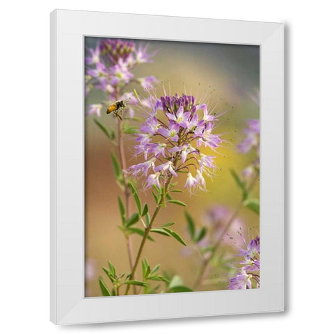 Utah Honey bee landing on mountain bee plant White Modern Wood Framed Art Print by Welling, Dave