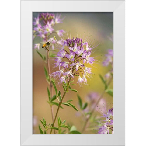 Utah Honey bee landing on mountain bee plant White Modern Wood Framed Art Print by Welling, Dave