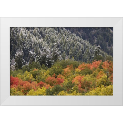 UT, Little Cottonwood Canyon Autumn snowfall White Modern Wood Framed Art Print by Grall, Don