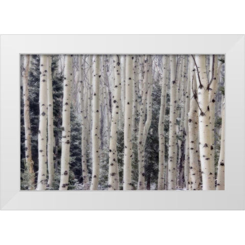 USA, Utah Aspen trees in Hells Backbone area White Modern Wood Framed Art Print by Paulson, Don