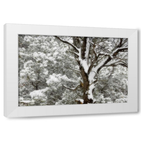 UT, Juniper and pines blanketed with fresh snow White Modern Wood Framed Art Print by Paulson, Don