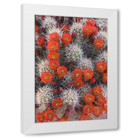 Utah, Canyonlands NP Claretcup cactus in bloom White Modern Wood Framed Art Print by Paulson, Don