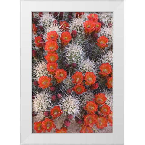 Utah, Canyonlands NP Claretcup cactus in bloom White Modern Wood Framed Art Print by Paulson, Don