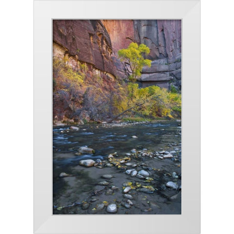 UT, Zion NP The Narrows with cottonwood trees White Modern Wood Framed Art Print by Rotenberg, Nancy