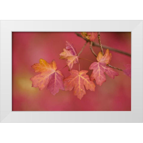 Utah, Zion NP Close-up of sawtooth maple branch White Modern Wood Framed Art Print by Rotenberg, Nancy