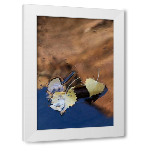 UT, Zion NP Cottonwood leaves in Pine Creek White Modern Wood Framed Art Print by Rotenberg, Nancy