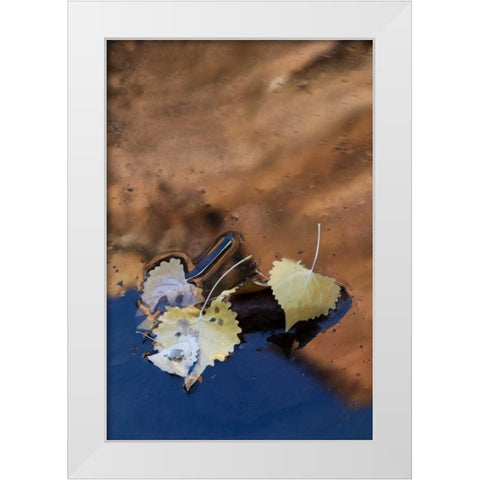 UT, Zion NP Cottonwood leaves in Pine Creek White Modern Wood Framed Art Print by Rotenberg, Nancy