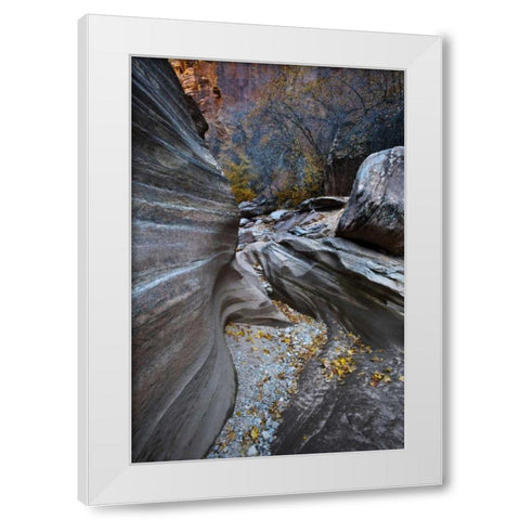 UT, Zion NP Canyon in fall along a Highway White Modern Wood Framed Art Print by Rotenberg, Nancy