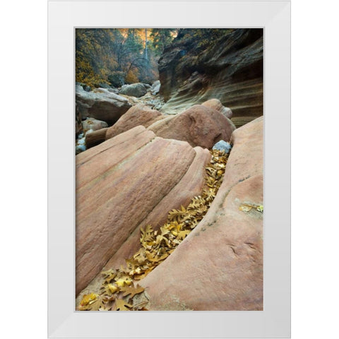 UT, Zion NP Canyon walls with fallen leaves White Modern Wood Framed Art Print by Rotenberg, Nancy