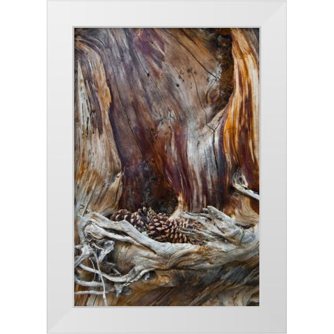 USA, Utah, Zion NP Trunk with fallen pine cones White Modern Wood Framed Art Print by Rotenberg, Nancy