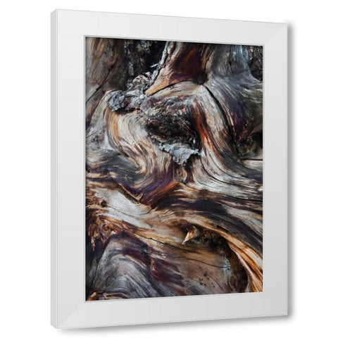 USA, Utah, Zion NP Gnarled dead tree stump White Modern Wood Framed Art Print by Rotenberg, Nancy