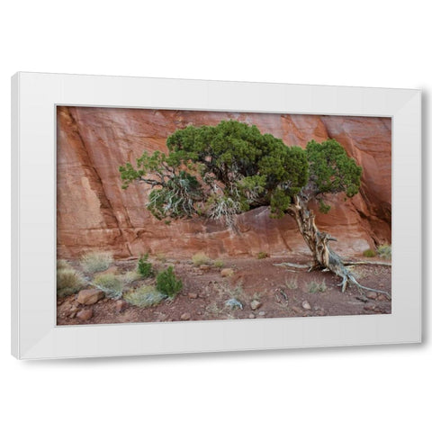 UT, Monument Valley Juniper tree in barren land White Modern Wood Framed Art Print by Rotenberg, Nancy