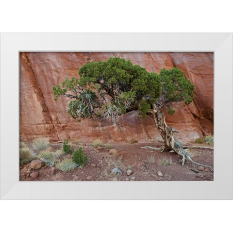 UT, Monument Valley Juniper tree in barren land White Modern Wood Framed Art Print by Rotenberg, Nancy