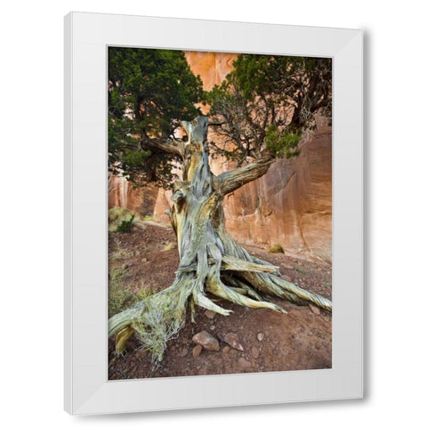 UT, Monument Valley Juniper tree in barren land White Modern Wood Framed Art Print by Rotenberg, Nancy