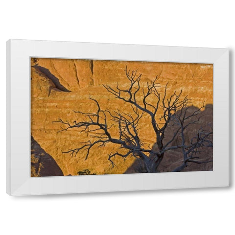UT, Arches NP Juniper tree skeleton at sunset White Modern Wood Framed Art Print by Illg, Cathy and Gordon
