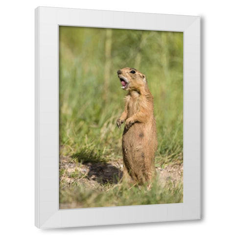 Utah, Bryce Canyon Utah prairie dog calling White Modern Wood Framed Art Print by Welling, Dave