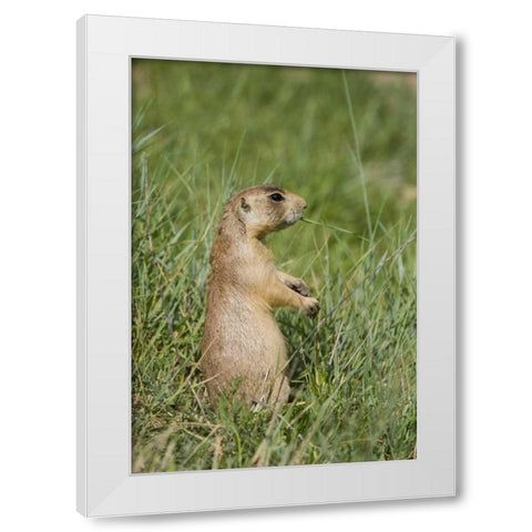 Utah, Bryce Canyon Utah prairie dog calling White Modern Wood Framed Art Print by Welling, Dave