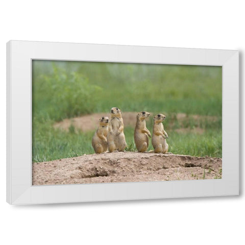 UT, Bryce Canyon Utah prairie dogs by den White Modern Wood Framed Art Print by Welling, Dave