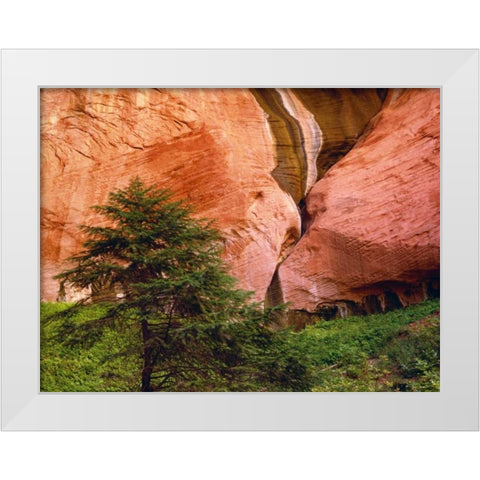 USA, Utah, Zion NP View of Double-Arch Alcove White Modern Wood Framed Art Print by Flaherty, Dennis