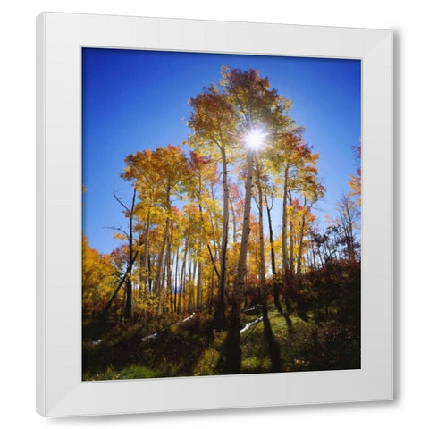 Utah, Fall colors of Aspen trees White Modern Wood Framed Art Print by Talbot Frank, Christopher