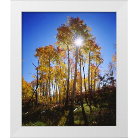Utah, Fall colors of Aspen trees White Modern Wood Framed Art Print by Talbot Frank, Christopher