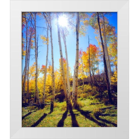 USA, Utah, Fall colors of Aspen trees White Modern Wood Framed Art Print by Talbot Frank, Christopher