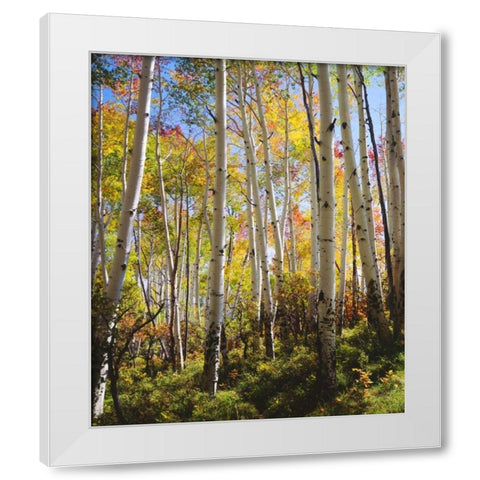 USA, Utah, Fall colors of Aspen trees White Modern Wood Framed Art Print by Talbot Frank, Christopher