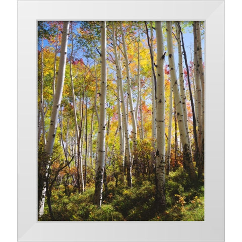 USA, Utah, Fall colors of Aspen trees White Modern Wood Framed Art Print by Talbot Frank, Christopher