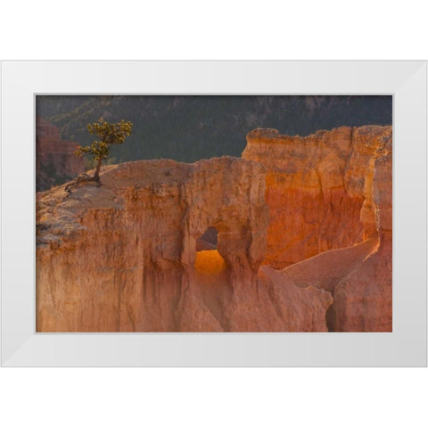 Utah, Bryce Canyon Tree in rock formation White Modern Wood Framed Art Print by Illg, Cathy and Gordon