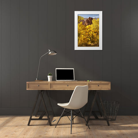 UT, Zion NP Autumn cottonwood and rock formation White Modern Wood Framed Art Print by Illg, Cathy and Gordon