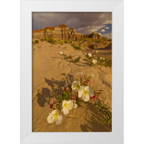 UT, Grand Staircase Escalante NM Delert Flowers White Modern Wood Framed Art Print by Illg, Cathy and Gordon