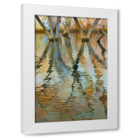 UT, Glen Canyon Cottonwood trees in Canyon water White Modern Wood Framed Art Print by Paulson, Don