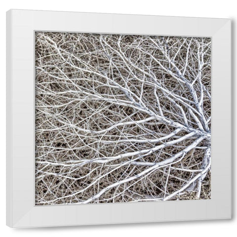 Utah, Glen Canyon NRA Close-up of tumble weed White Modern Wood Framed Art Print by Paulson, Don