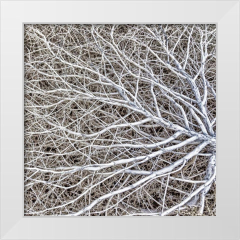 Utah, Glen Canyon NRA Close-up of tumble weed White Modern Wood Framed Art Print by Paulson, Don