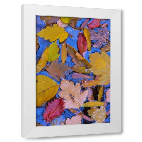 Utah, Glen Canyon Fall leaves floating on a pond White Modern Wood Framed Art Print by Paulson, Don