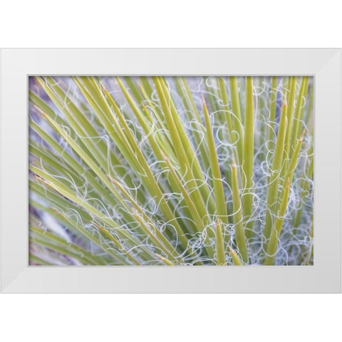 Utah, Glen Canyon NRA Close-up of a yucca plant White Modern Wood Framed Art Print by Paulson, Don