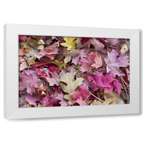 Utah, Zion NP Red maple and oak leaves White Modern Wood Framed Art Print by Bush, Marie
