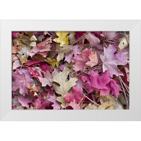 Utah, Zion NP Red maple and oak leaves White Modern Wood Framed Art Print by Bush, Marie