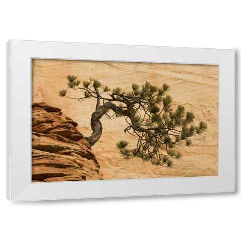 Utah, Zion NP Pine tree growing out of red rocks White Modern Wood Framed Art Print by Bush, Marie