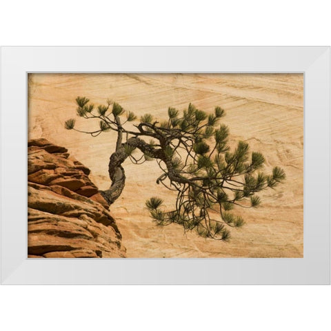 Utah, Zion NP Pine tree growing out of red rocks White Modern Wood Framed Art Print by Bush, Marie
