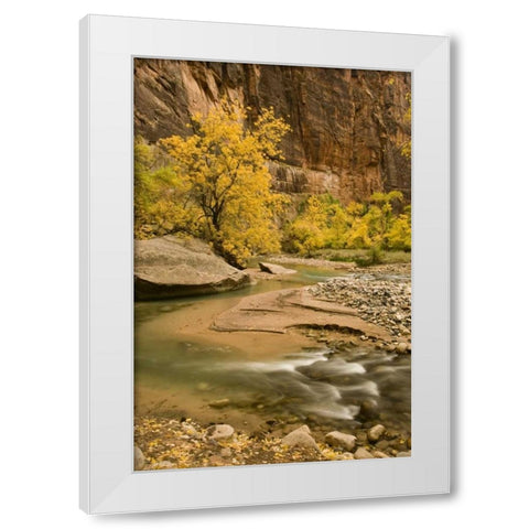 USA, Utah, Zion NP Virgin River autumn scenic White Modern Wood Framed Art Print by Bush, Marie