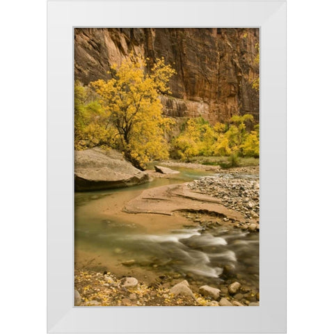 USA, Utah, Zion NP Virgin River autumn scenic White Modern Wood Framed Art Print by Bush, Marie