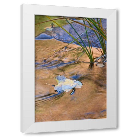 Utah, Zion NP Cottonwood leaves in Pine Creek White Modern Wood Framed Art Print by Rotenberg, Nancy